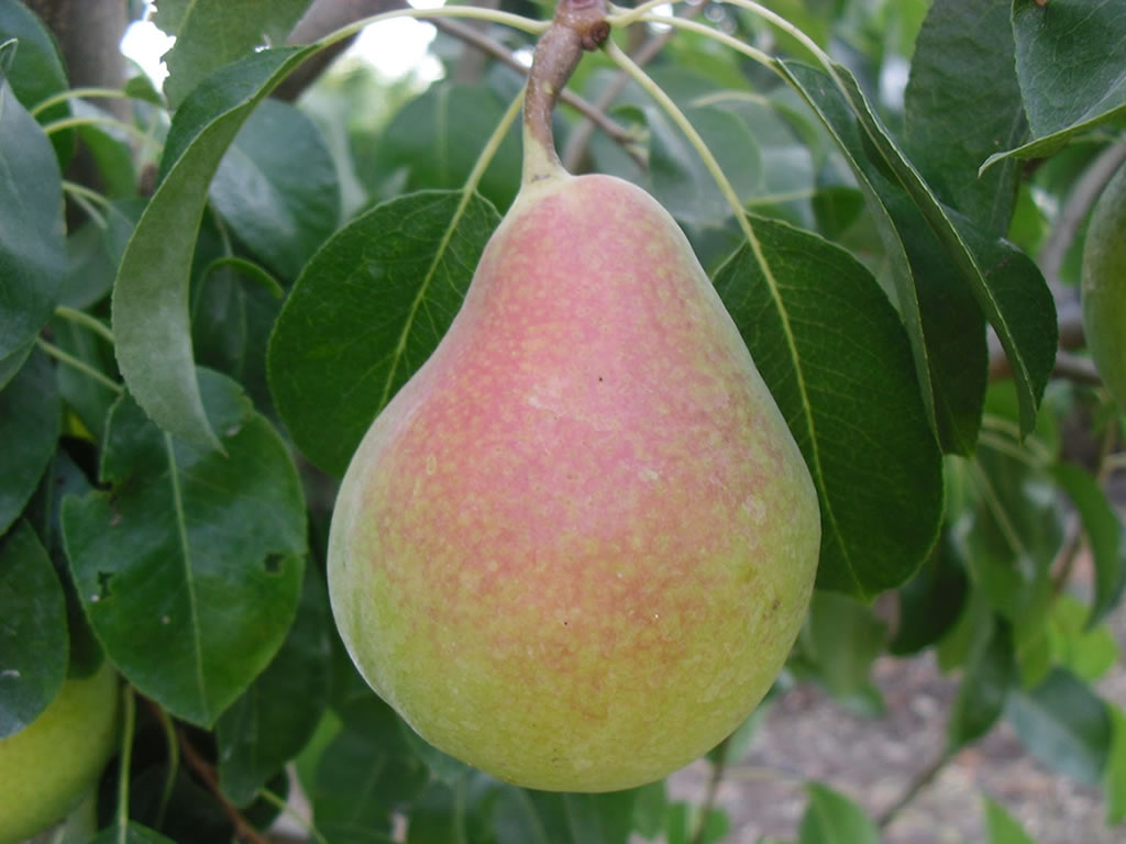 Viveros Montero | Almendros | arboles frutales | Olivos